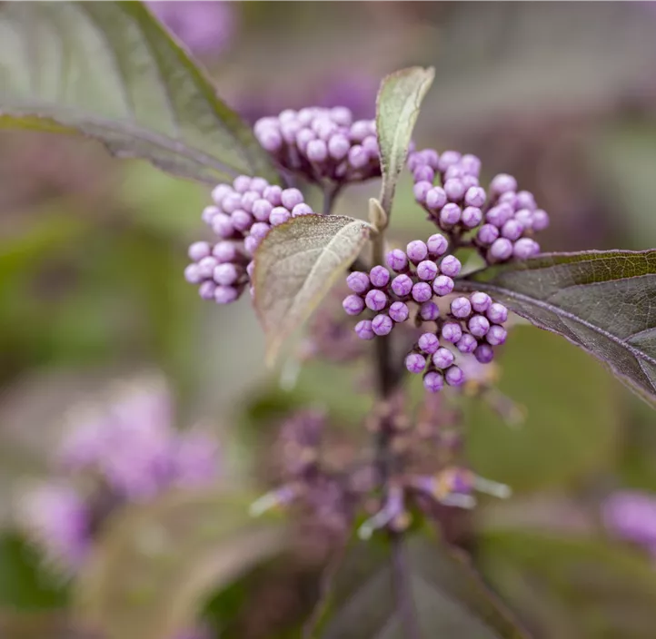 Chinesische Schönfrucht 'Profusion'