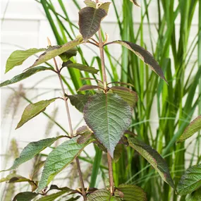 Callicarpa bodinieri Profusion