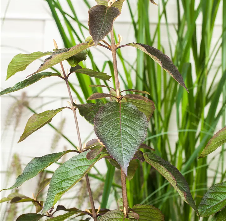 Chinesische Schönfrucht 'Profusion'