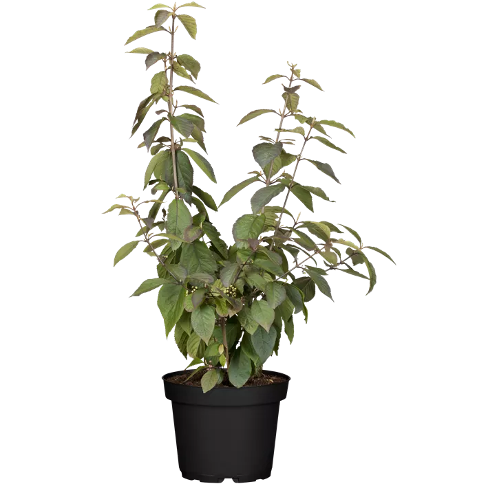 Chinesische Schönfrucht 'Profusion'