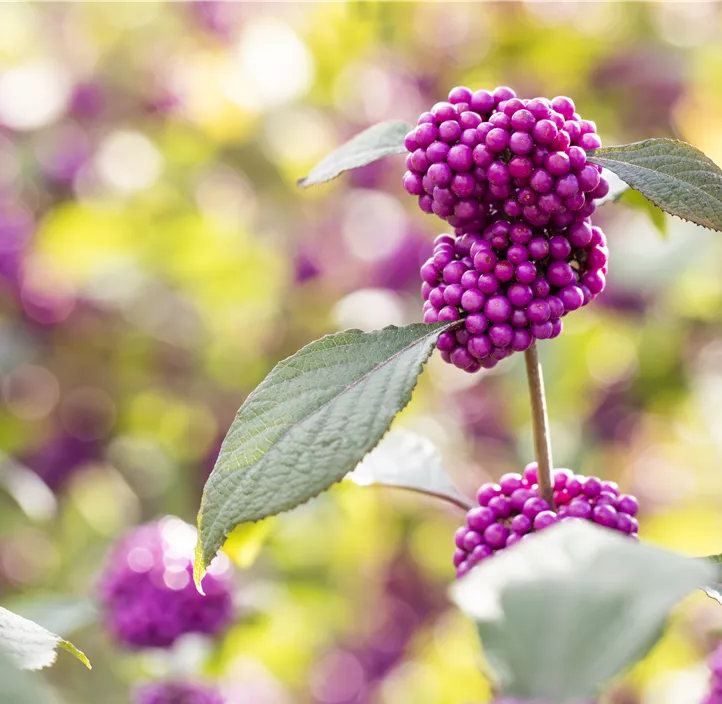 Chinesische Schönfrucht 'Profusion'