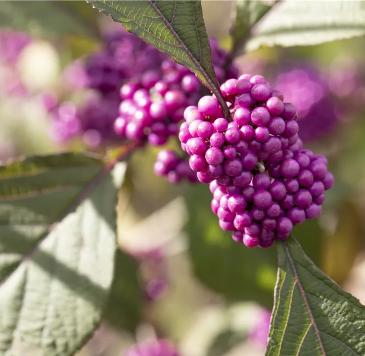 Chinesische Schönfrucht 'Profusion'