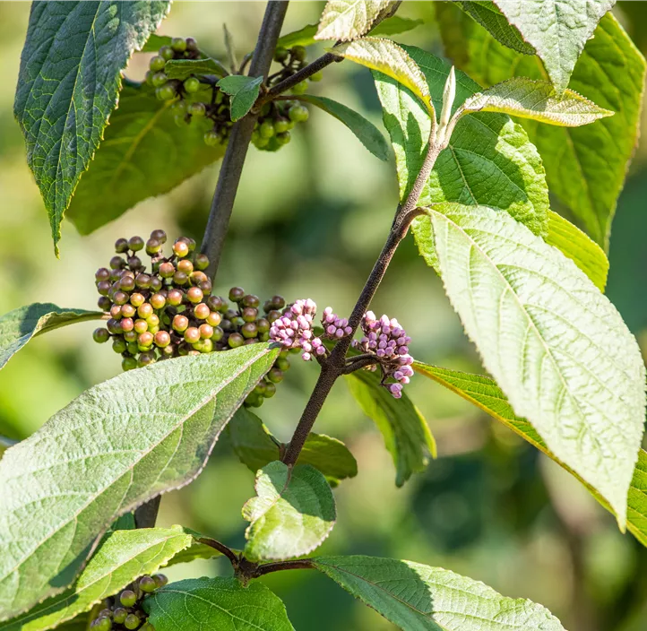 Chinesische Schönfrucht 'Profusion'