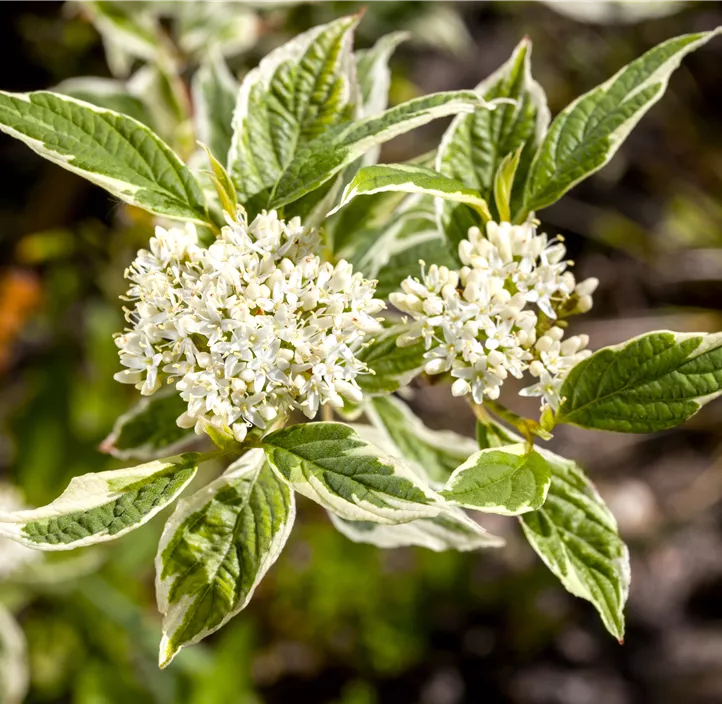 Hartriegel 'Sibirica Variegata'