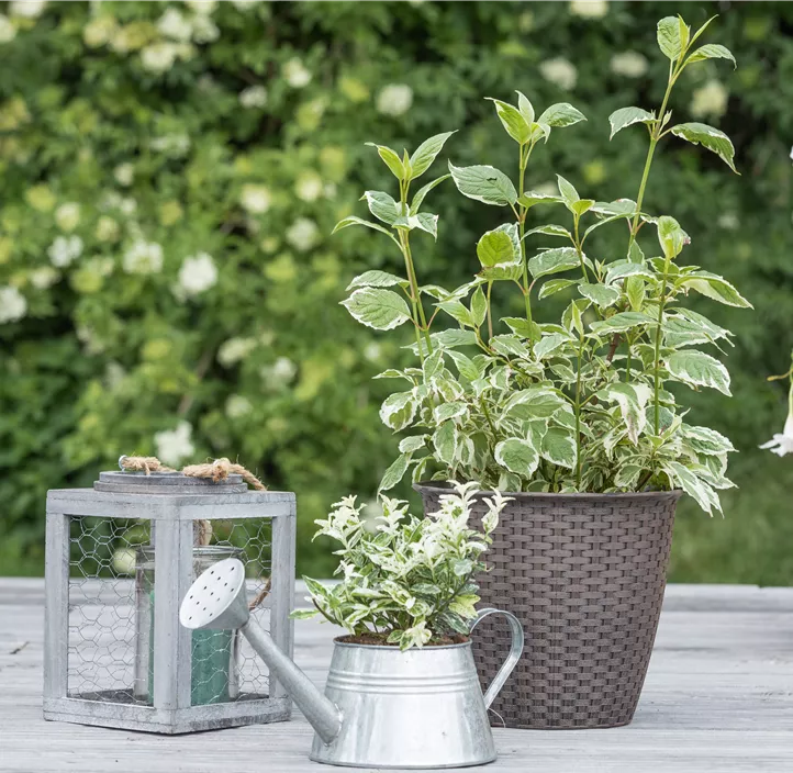 Hartriegel 'Sibirica Variegata'