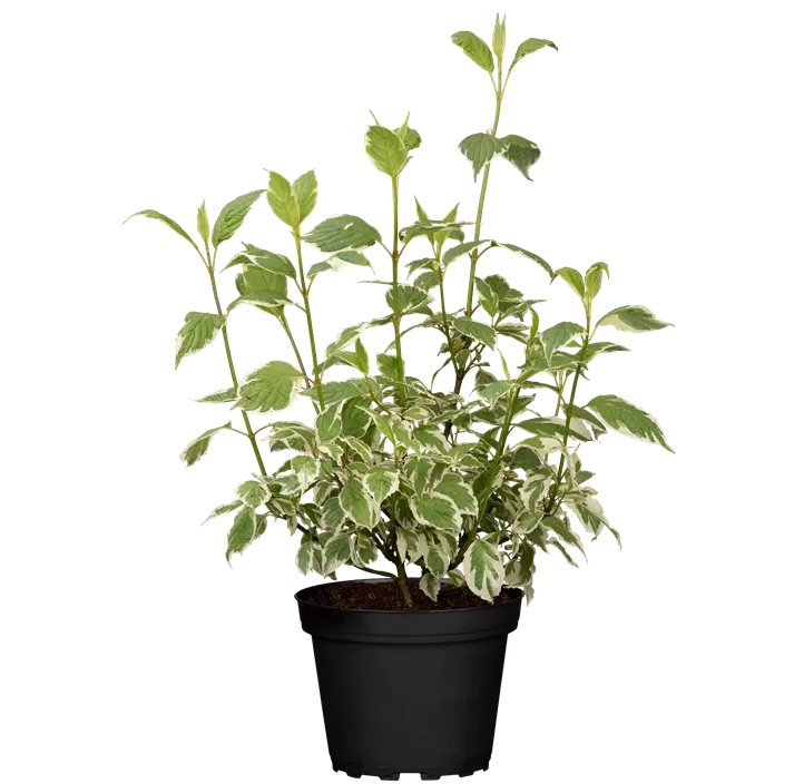 Hartriegel 'Sibirica Variegata'