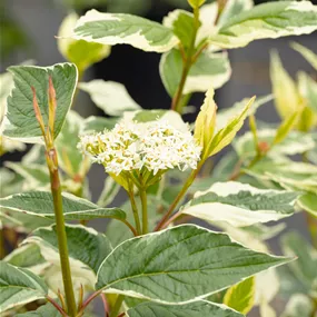 Cornus alba Sibirica Variegata (Lieferartikel)