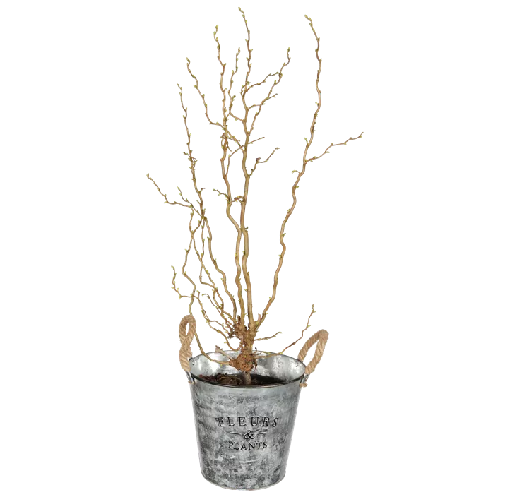 Korkenzieher-Haselnuss 'Twister'