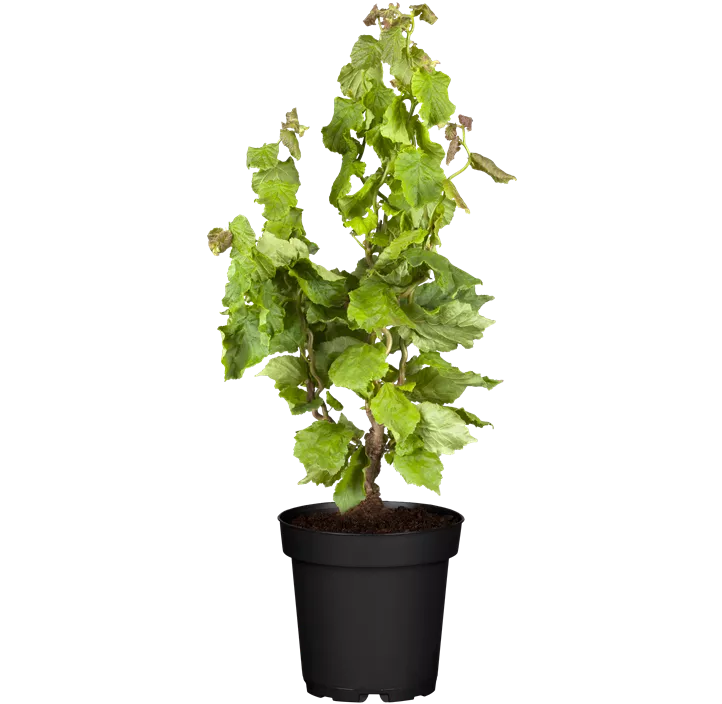 Korkenzieher-Haselnuss 'Twister'