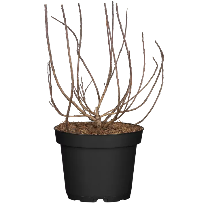 Zwerg-Perückenstrauch 'Lilla'®