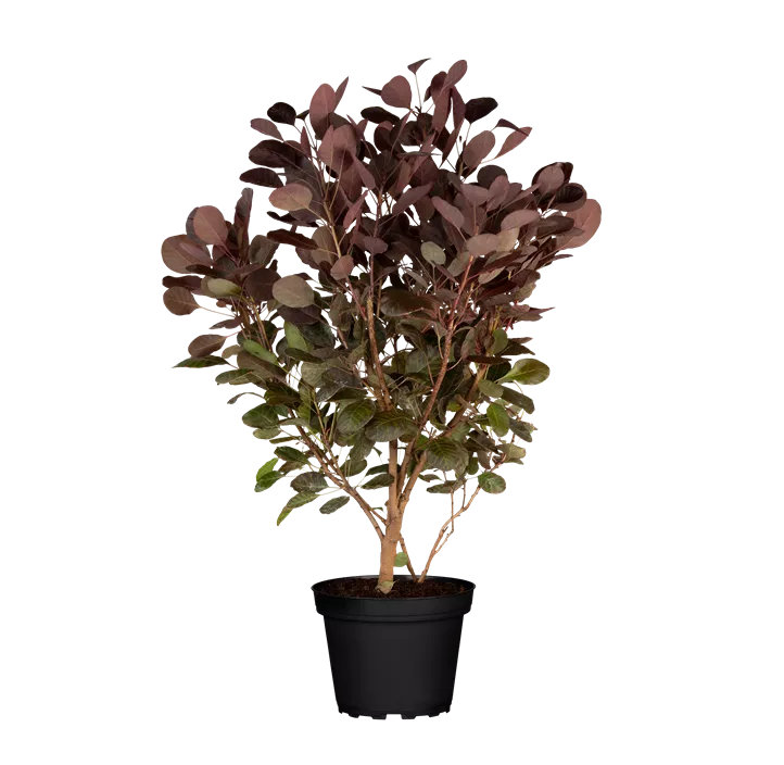 Zwerg-Perückenstrauch 'Lilla'®