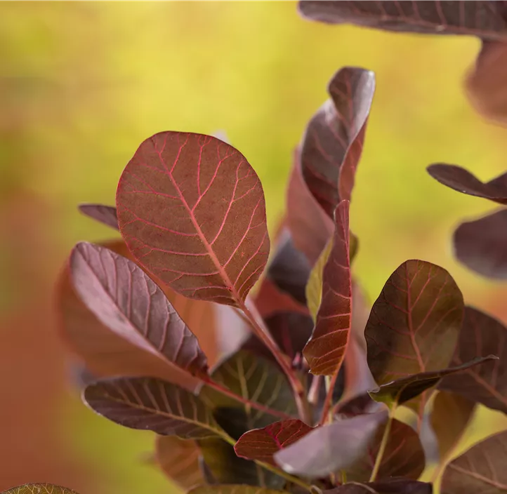 Zwerg-Perückenstrauch 'Lilla'®