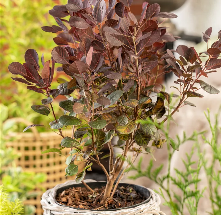 Zwerg-Perückenstrauch 'Lilla'®