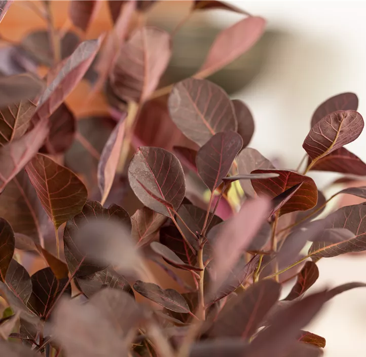 Zwerg-Perückenstrauch 'Lilla'®