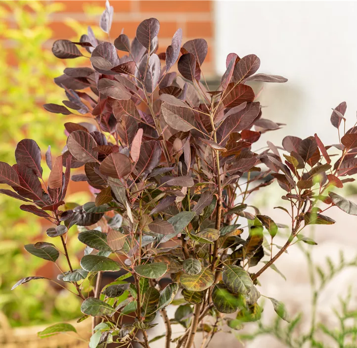 Zwerg-Perückenstrauch 'Lilla'®