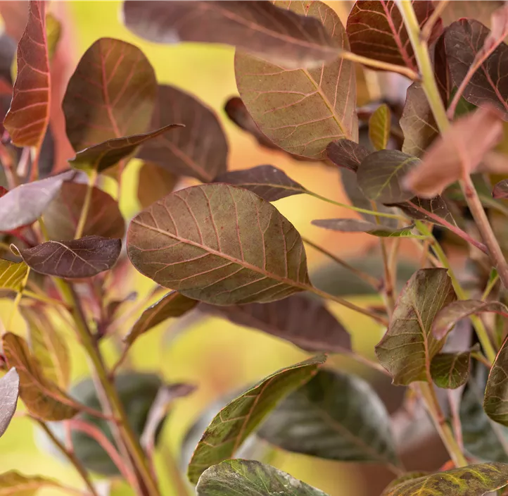 Zwerg-Perückenstrauch 'Lilla'®