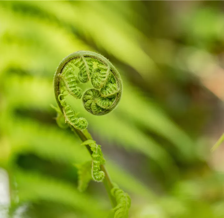 Australischer Baumfarn