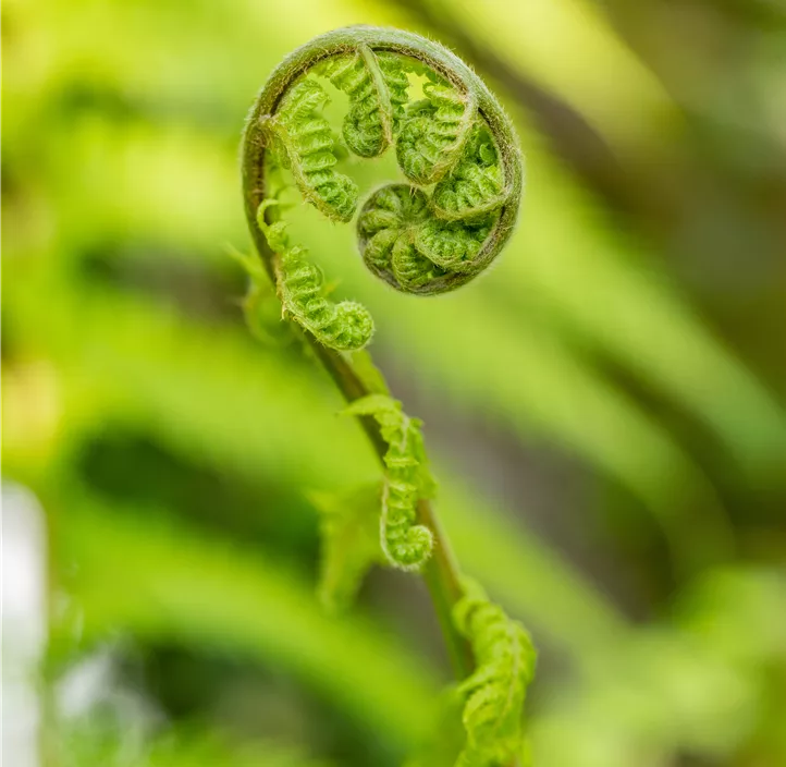 Australischer Baumfarn