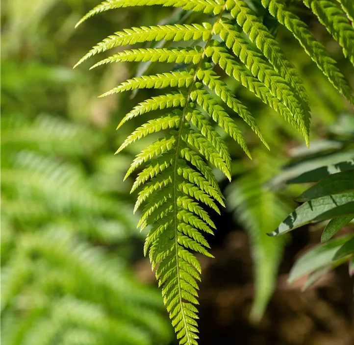 Australischer Baumfarn