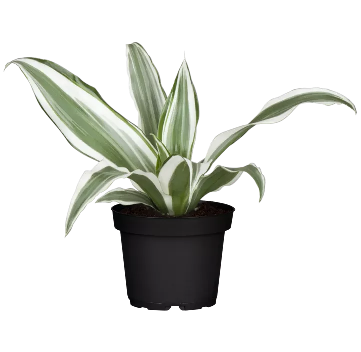 Drachenbaum 'White Stripe'
