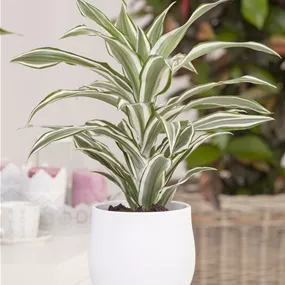 Dracaena deremensis White Stripe