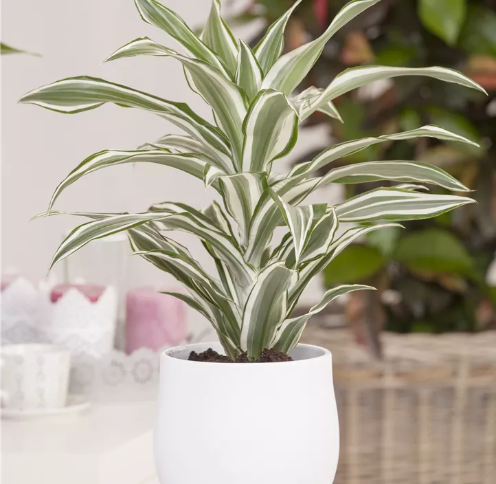 Drachenbaum 'White Stripe'