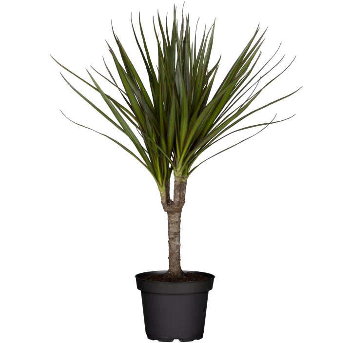 Drachenbaum