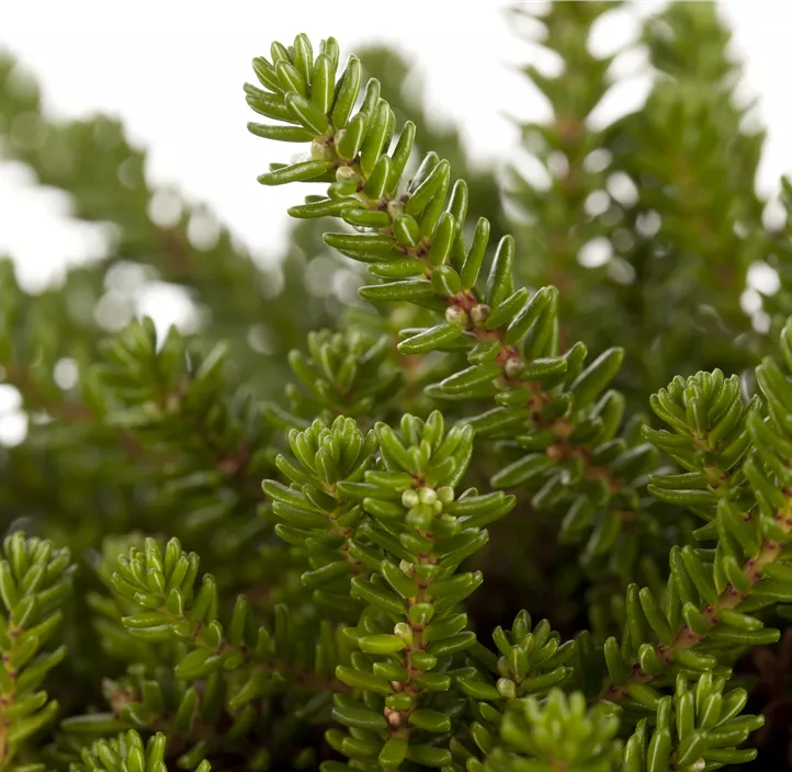 Krähenbeere 'Bernstein'