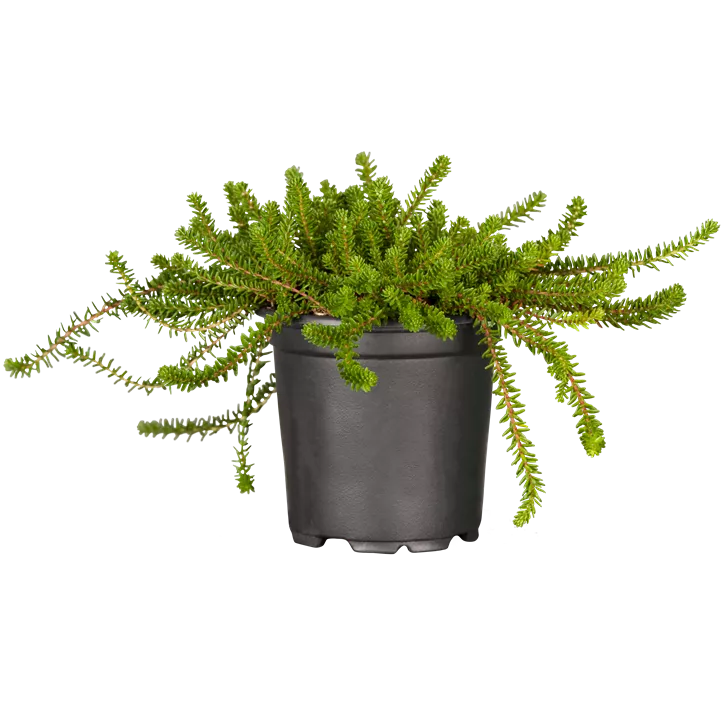 Krähenbeere 'Bernstein'