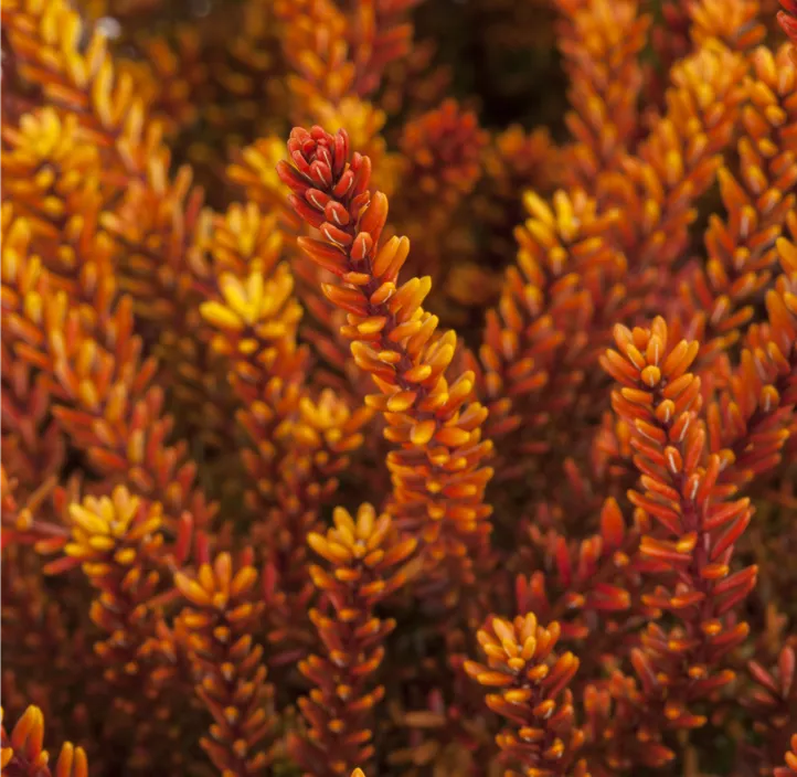 Krähenbeere 'Bernstein'