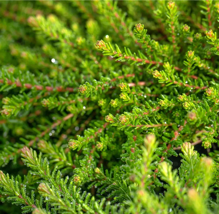 Krähenbeere 'Bernstein'