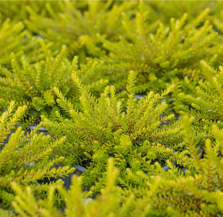 Krähenbeere 'Bernstein'