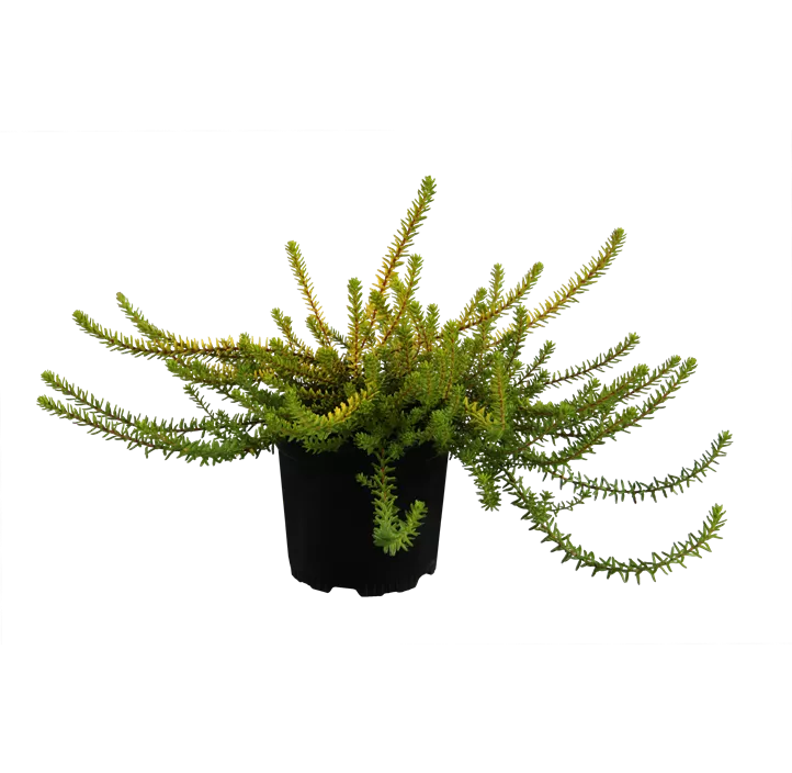 Krähenbeere 'Bernstein'