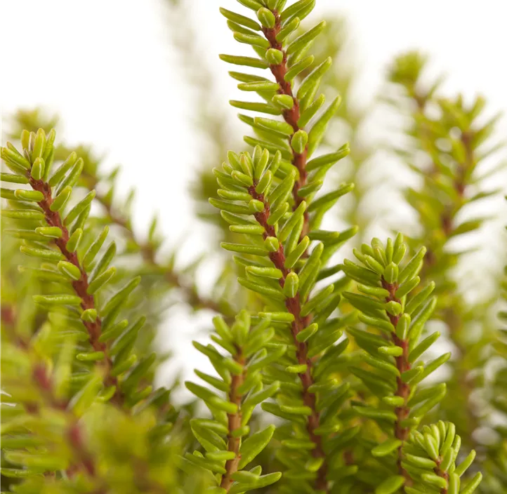 Krähenbeere 'Bernstein'