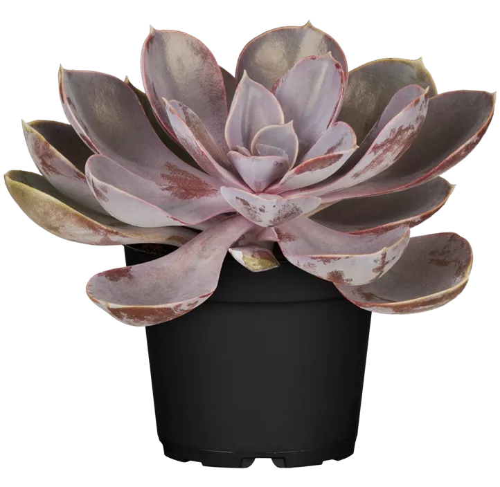 Echeverie 'Perle von Nürnberg'