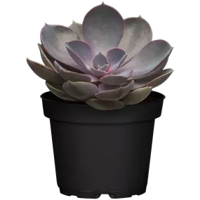 Echeveria Perle von Nürnberg