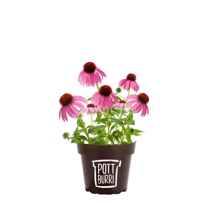 Garten-Scheinsonnenhut 'Prairie Splendor® Compact Dark Rose'