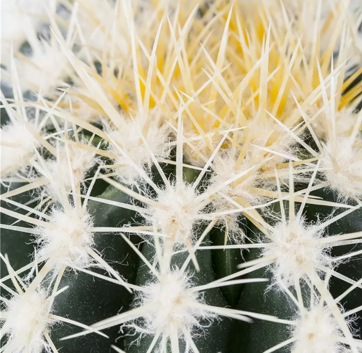 Schwiegermuttersessel