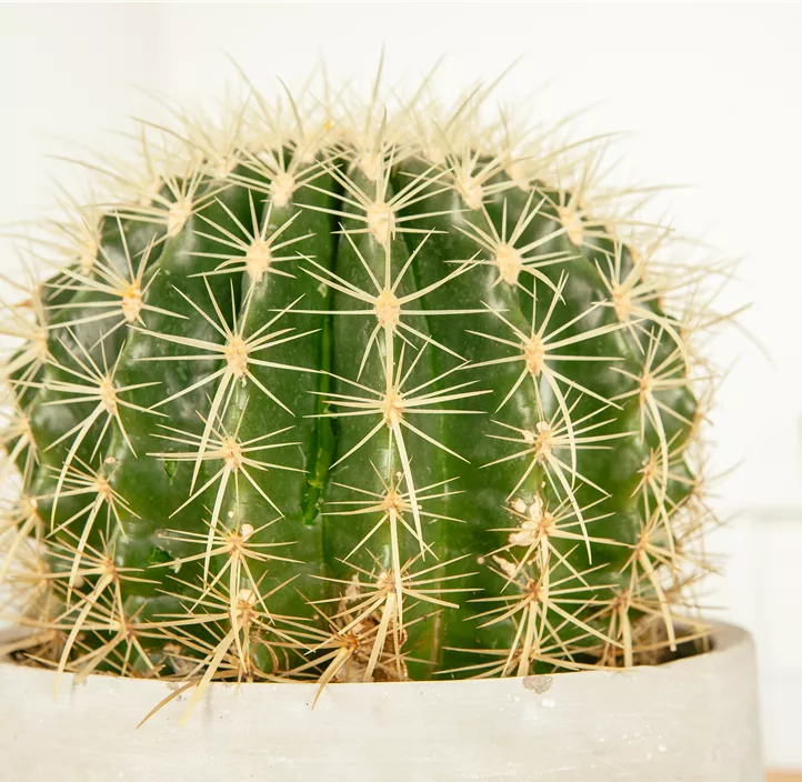 Schwiegermuttersessel