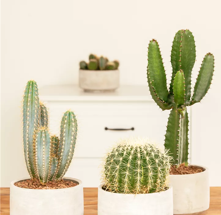 Schwiegermuttersessel