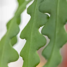 Epiphyllum anguliger