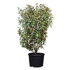 Elaeagnus ebbingei 'Gilt Edge'