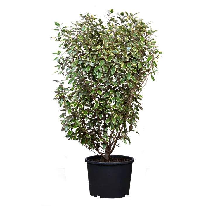 Immergrüne Ölweide 'Gilt Edge'