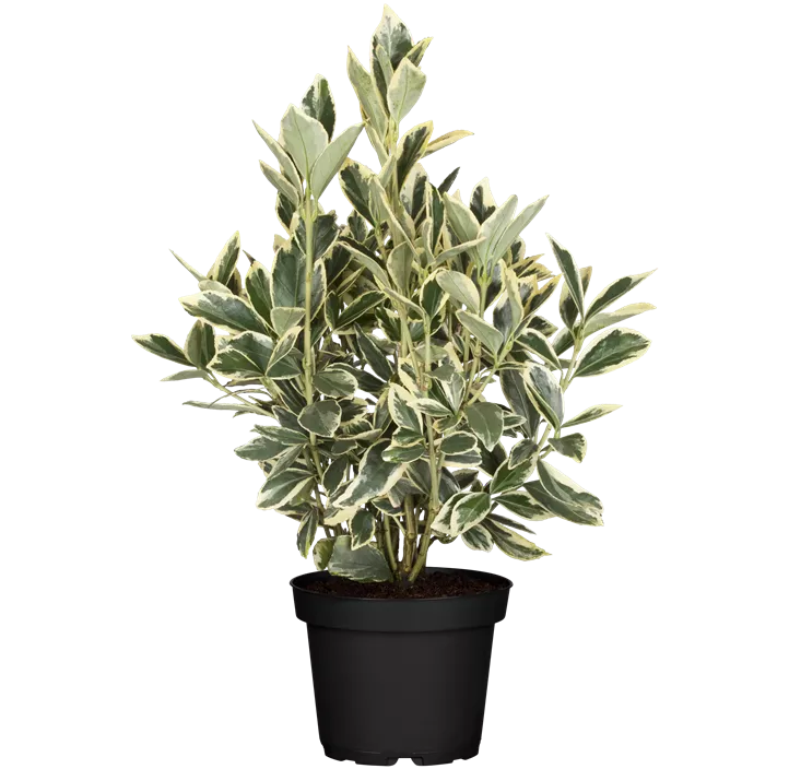 Japanspindel 'Bravo'