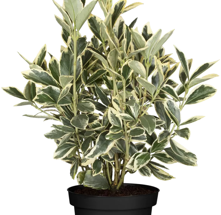 Japanspindel 'Bravo'