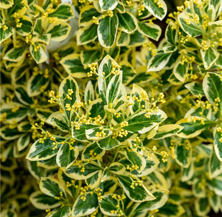 Japanspindel 'Bravo'