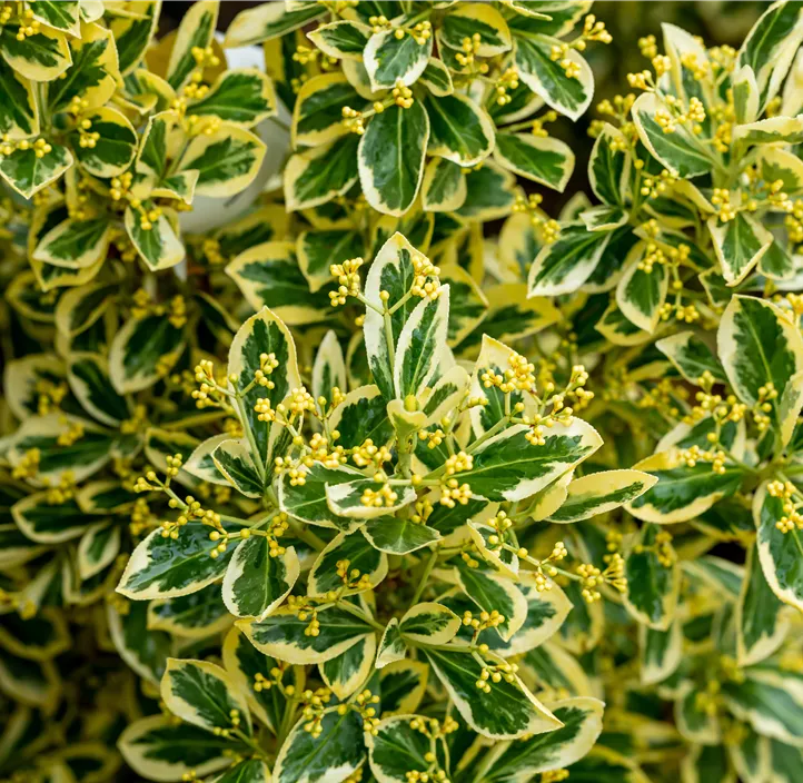 Japanspindel 'Bravo'