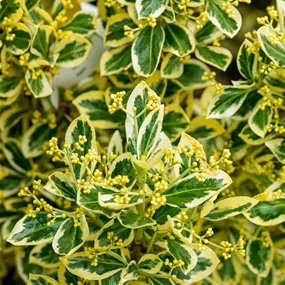 Euonymus japonicus Bravo