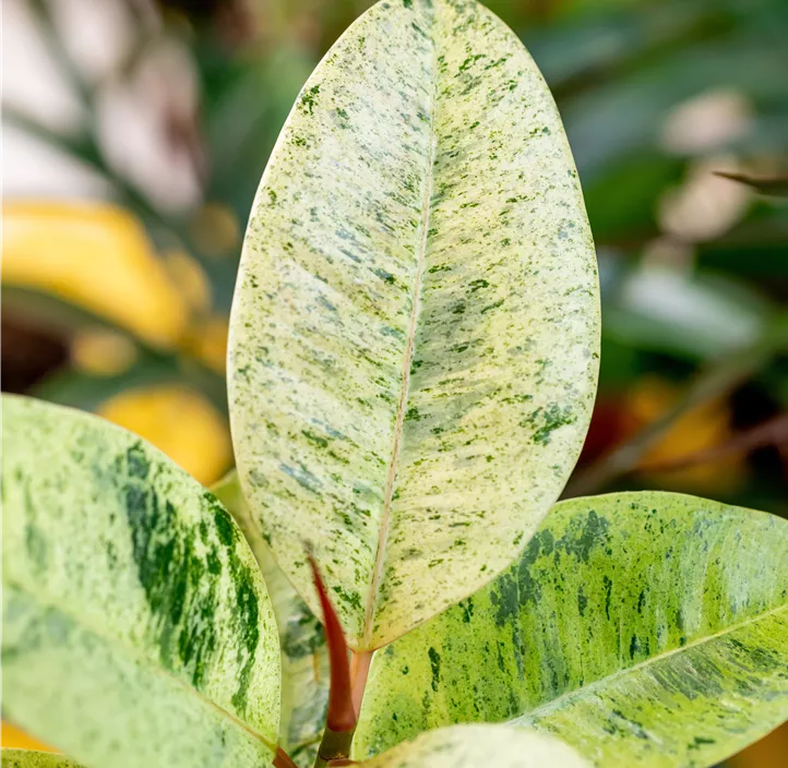 Gummibaum 'Schrijveriana'