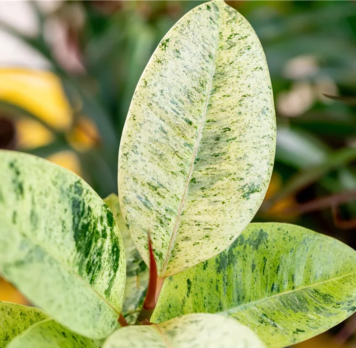 Gummibaum 'Schrijveriana'